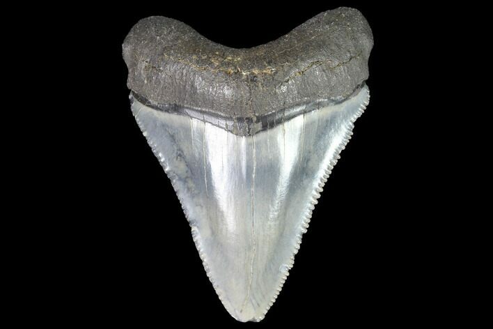 Serrated, Juvenile Megalodon Tooth - Georgia #91133